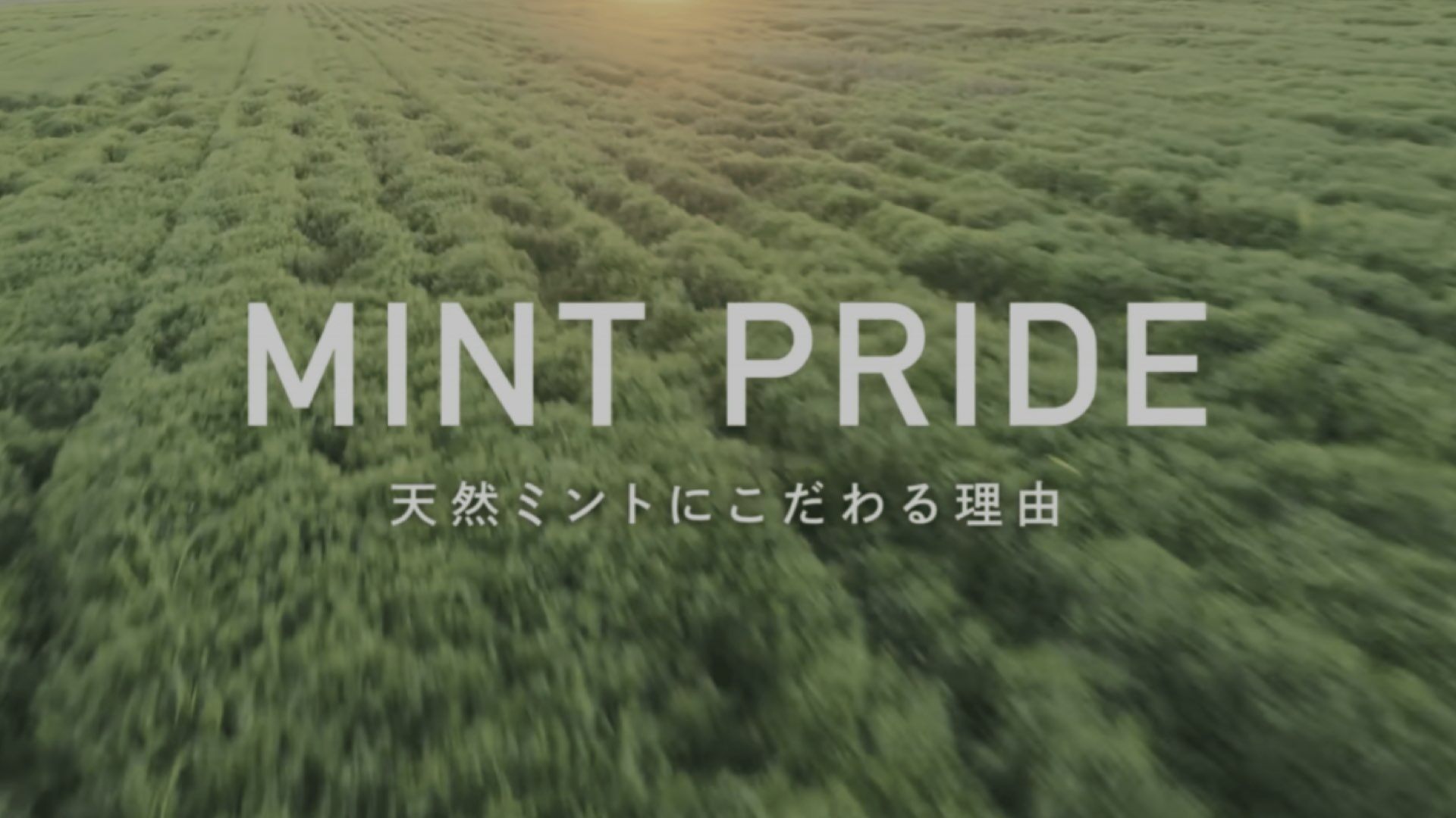 支援事例 ライオン様「MINT PRIDE」